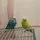 Lemon and bluy