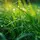GRASS