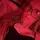 Addison Ewinger 