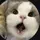 🐈‍⬛️トリック/Bee🐈‍⬛️