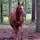 🐴🐔✝️✨️Kate✨️✝️🐶🐴