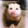 ✨⭐️Possum⭐️✨