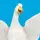 🪿🩶AFLACK🩶🪿