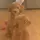 Jaxon