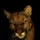 MoggedRussanBagheera