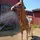Equestriangirll