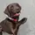 Chronically_Labrador