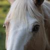 ྀིྀིྀིྀིྀི That_Palomino ‪‪ ྀི-avatar