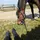 Mon_cheval_et_moi 