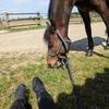 Mon_cheval_et_moi -avatar