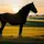 𐂃horse_edits𐂃