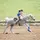 BS_barrelracing130