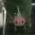 awesome_axolotls💕