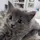 ^CuriousKitty^