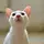 Torture cat
