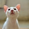 Torture cat-avatar