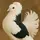 mralipigeon