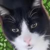 野良猫  三吉  ボルサリーノ一家-avatar