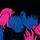 ★Rudo★