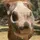 ♡Un Petit Poney Pie♡