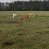 🐴Horses_4Ever🐎-avatar