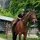🐴Romy🐴