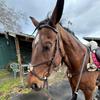 Bentley_eq-avatar