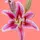 Wilderlily