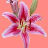 Wilderlily-avatar