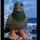 �🇰🇷 |pigeon|🇰🇷 �