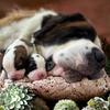 GentleGiant Saint Bernard-avatar