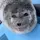 ＊*•̩̩͙✩•̩̩͙*˚ 𝓼𝓮𝓪𝓵𝓼🦭 ˚*•̩̩͙✩•̩