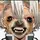 Salami_Chihuahua21