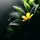 Aronno - Tanvir