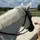 Manon_ horses 