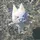 Its piyu