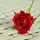 Valley_Yaar_Mery_Uk1