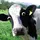 Moo