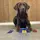 Chronically_Labrador