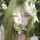 asteria_veign