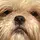 Dog edits