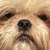 Dog edits-avatar
