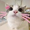 mymelody 🎀 ★-avatar