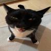silly cat 🐾-avatar