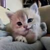 Lily-avatar