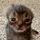 Meow Meow