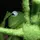 ✨🐸Kermit_Duh_Frog🔫✨