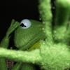 ✨🐸Kermit_Duh_Frog🔫✨-avatar