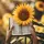 Girasol 🌻 