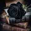 rosa negra✨ mensagem-avatar